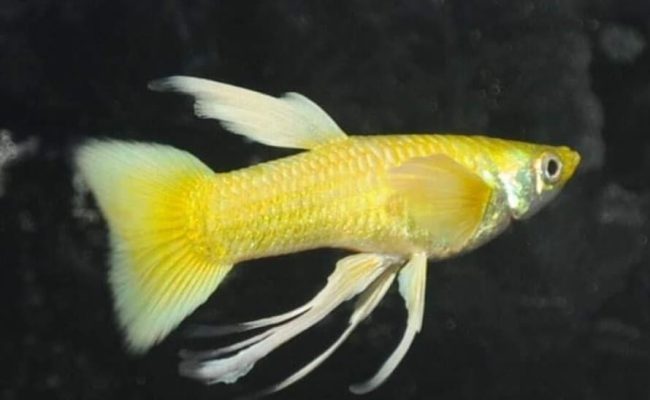 1 cặp (1 trống 1 mái) Cá 7 màu cá Guppy thủy sinh cá cảnh giá sỉ