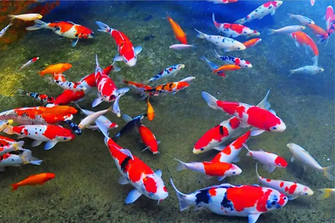 Cá chép Koi nhật bản F1